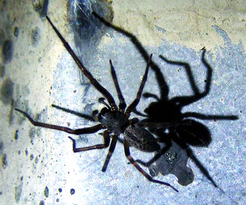 
 Male Black House Spider
